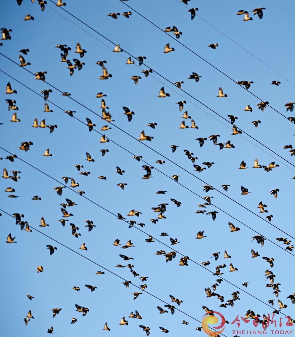 10月31日，傍晚时分。在武义县南湖畈出现椋鸟群归巢的壮观情景。成群的椋鸟在柔和的夕阳映照下，叽叽喳喳地时而在空中飞舞、时而停歇在电线杆上、时而停在路边行道树枝上鸣叫、时而密密麻麻结队盘旋，画面甚是壮