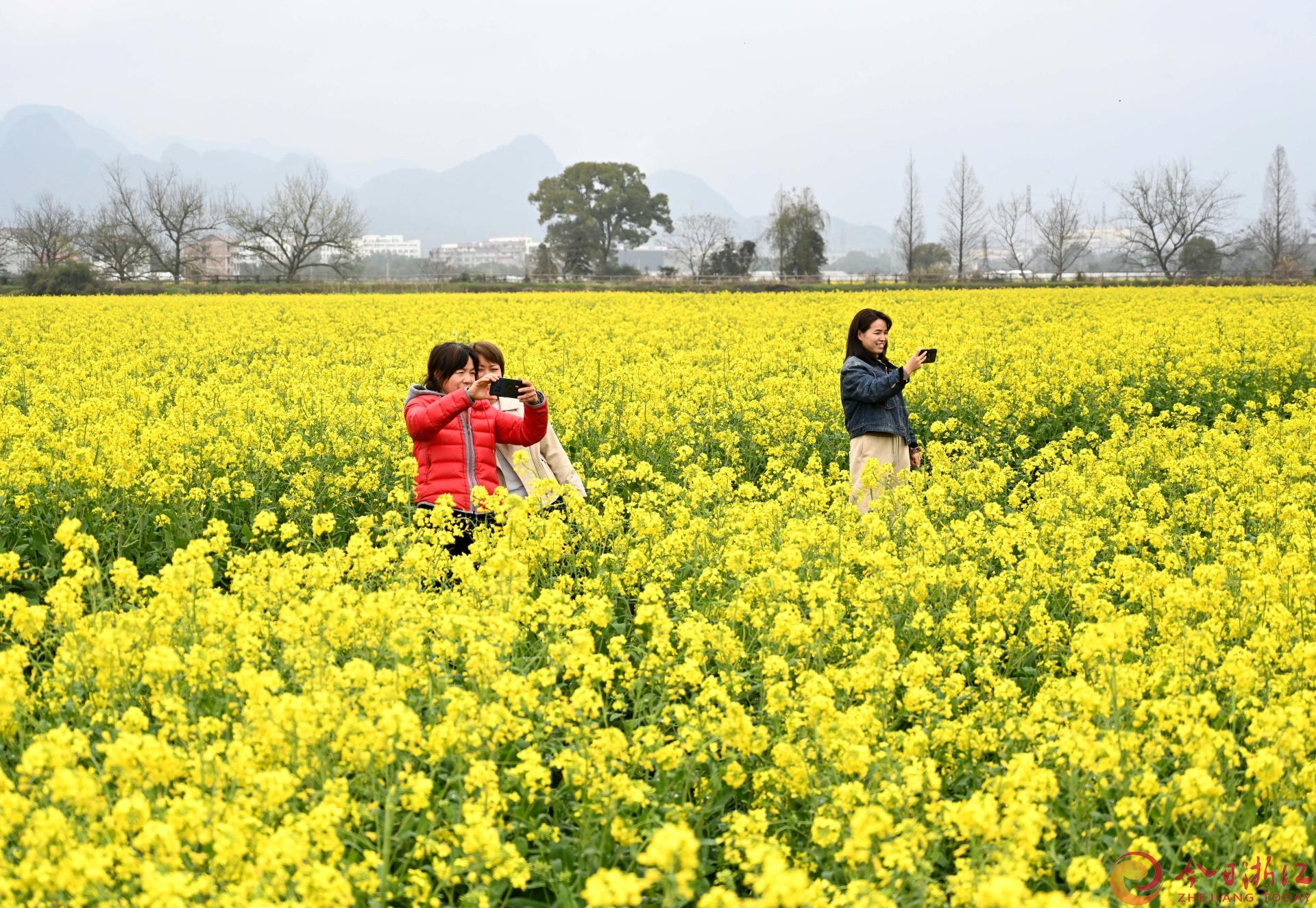 2024年3月18日，从空中俯瞰武义县陶宅村的千亩油菜花满地金黄，盛开的油菜花不但引来游客打卡拍照，也吸引了大批蜜蜂采蜜。