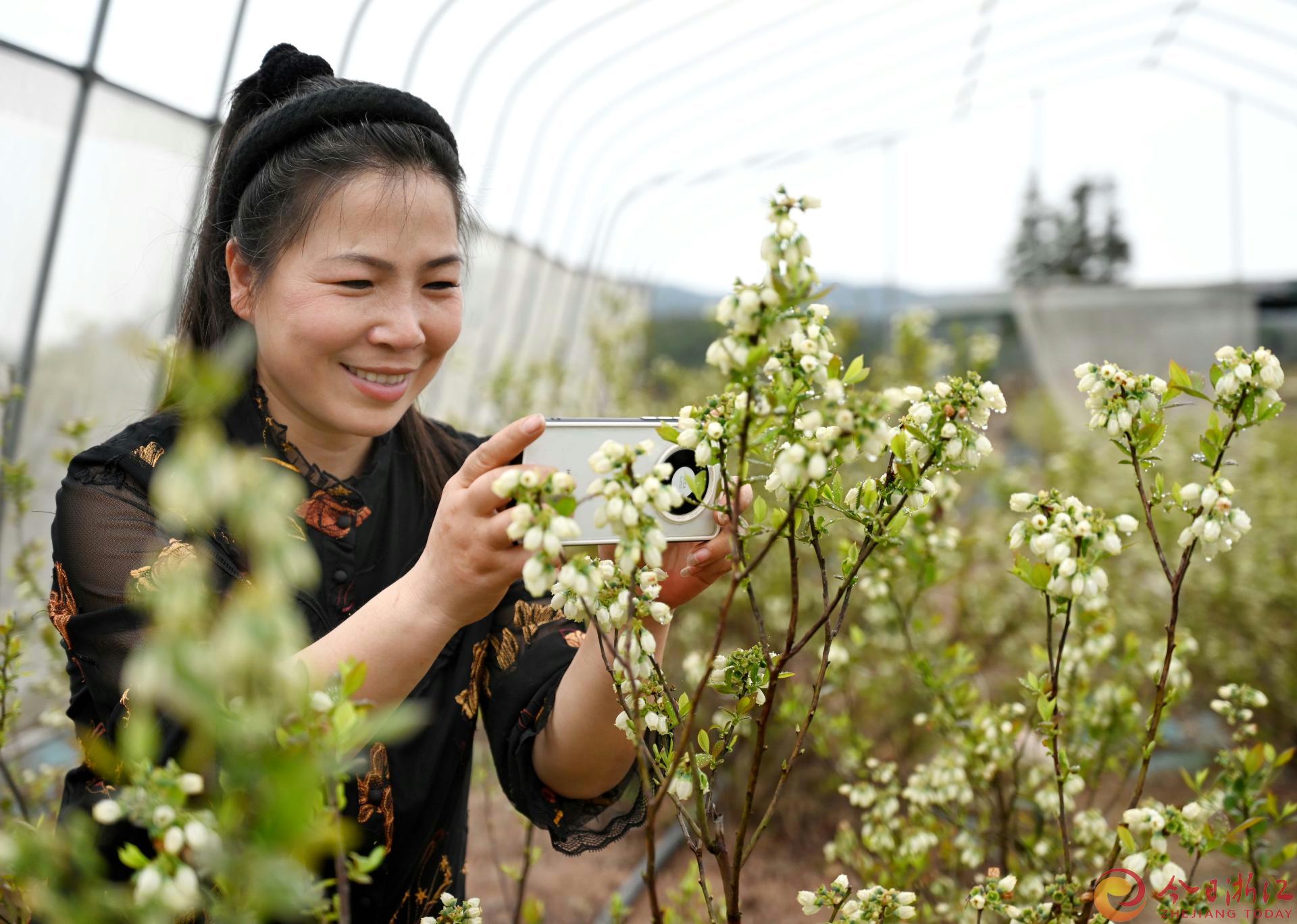 2024年3月23日，在武义县紫冠蓝莓度假区蓝莓基地，山坡上连片种植的蓝莓已吐出叶芽，一串串如同小灯笼的花苞也已绽放，洁白无瑕的蓝莓花不仅引来蜜蜂、蝴蝶采蜜，春意盎然的美景也成了市民踏青赏花的打卡地。